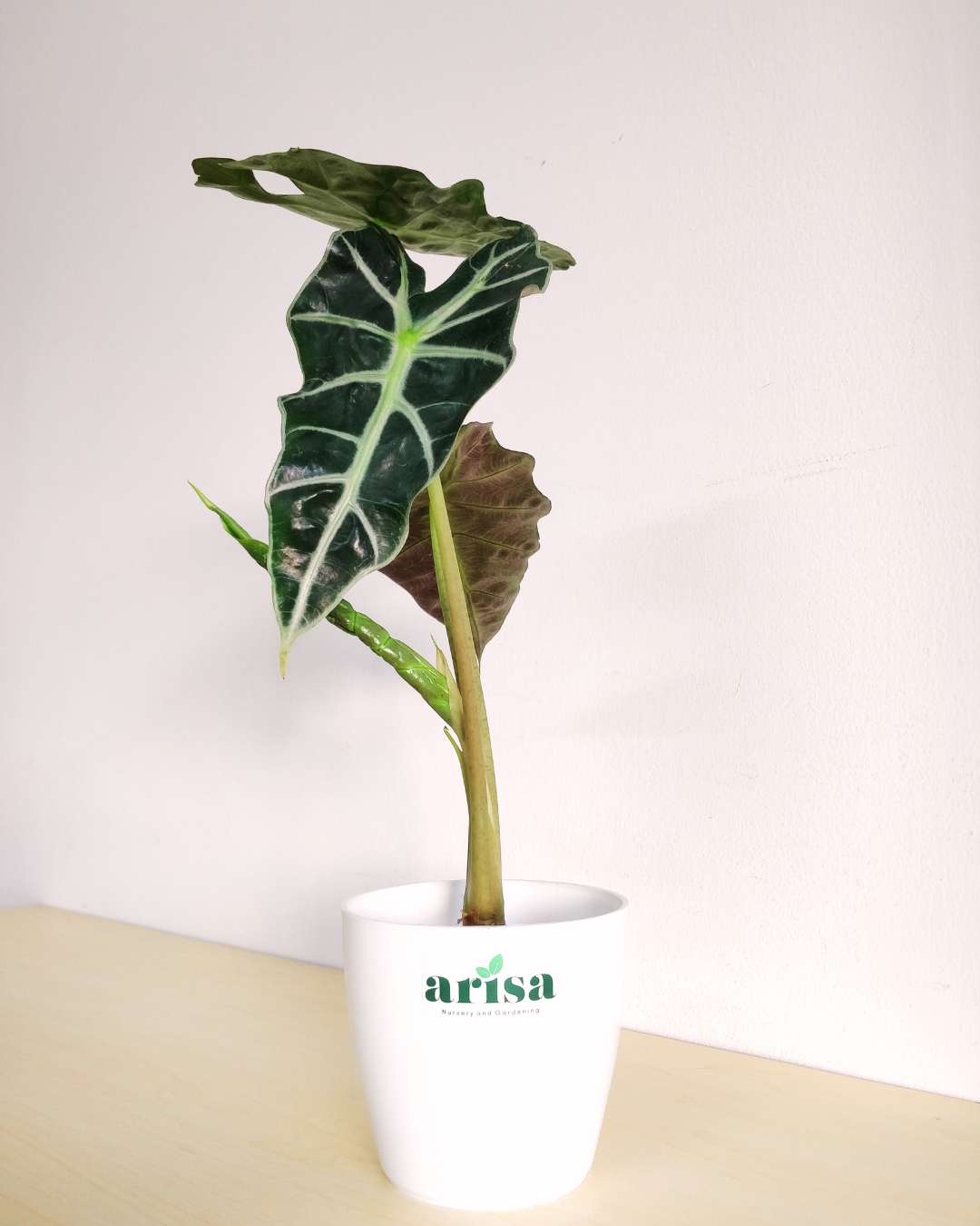 Alocasia 1 Alocasia 1