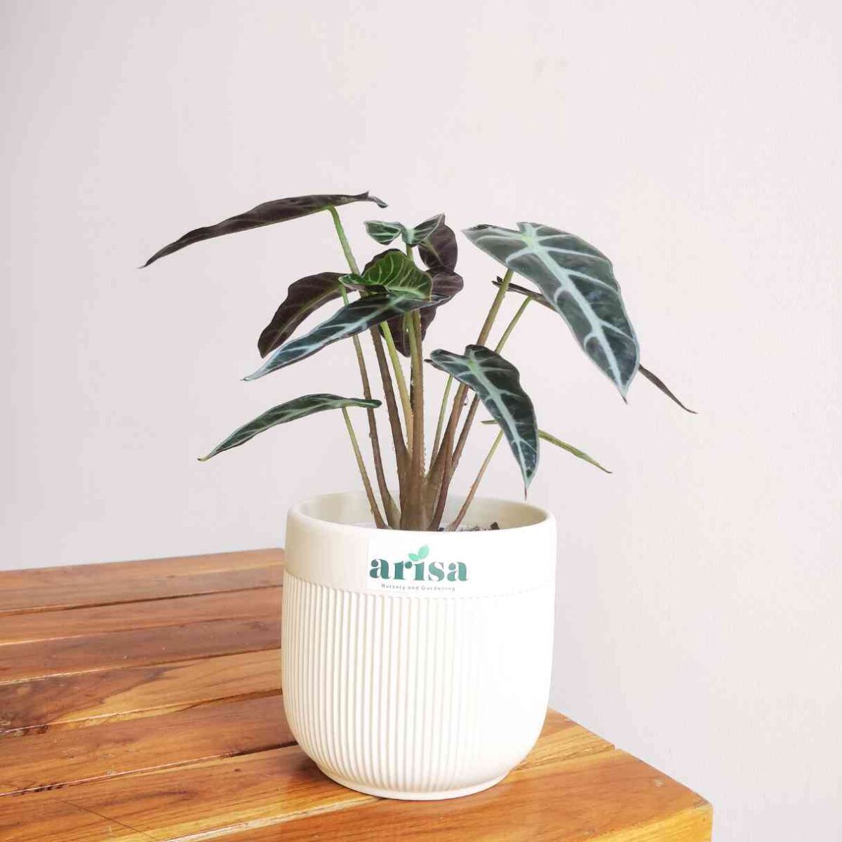 Alocasia Sanderiana
