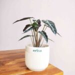 Alocasia Sanderiana