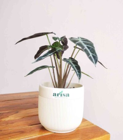 Alocasia Sanderiana
