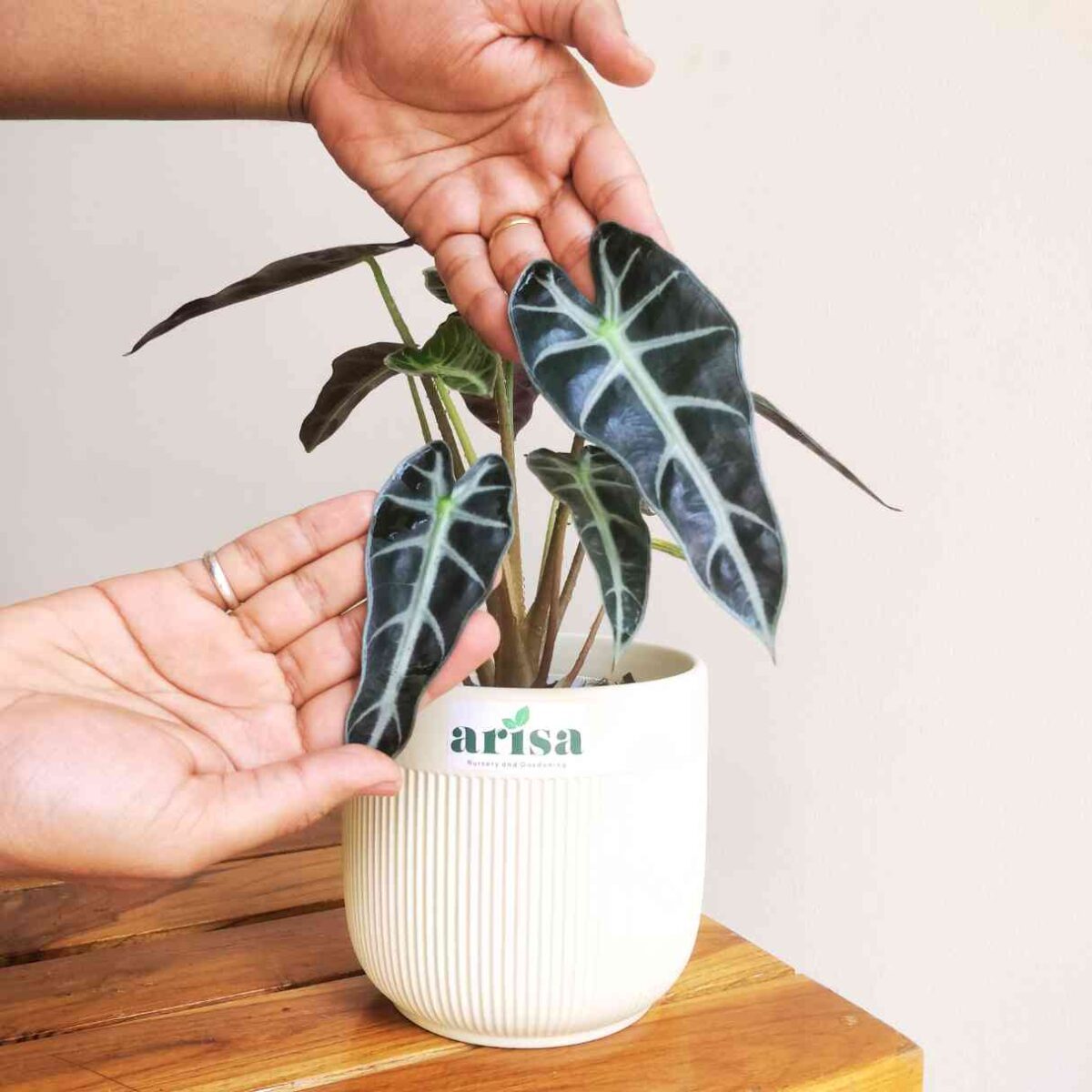 Alocasia Sanderiana