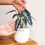 Alocasia Sanderiana