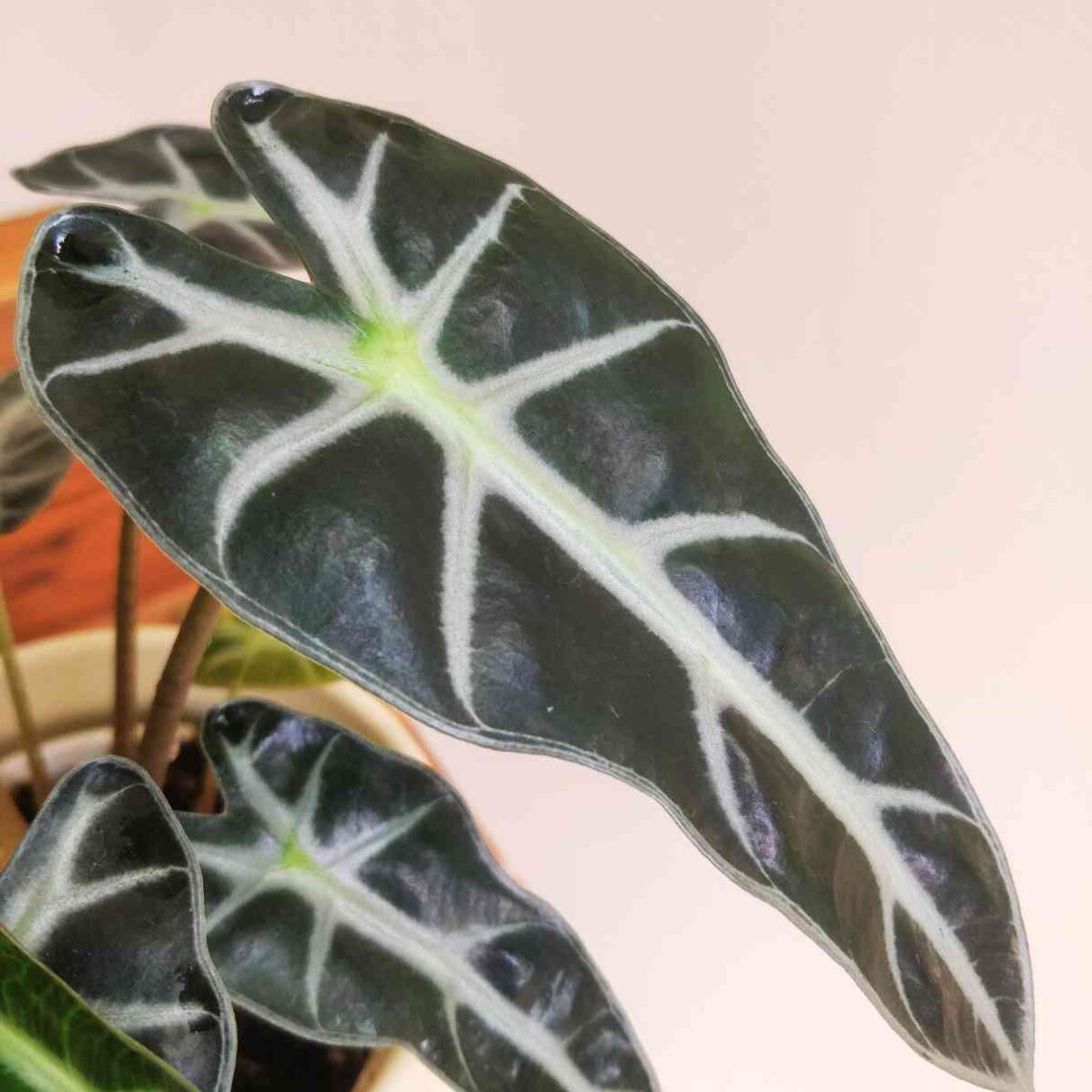 Alocasia Sanderiana