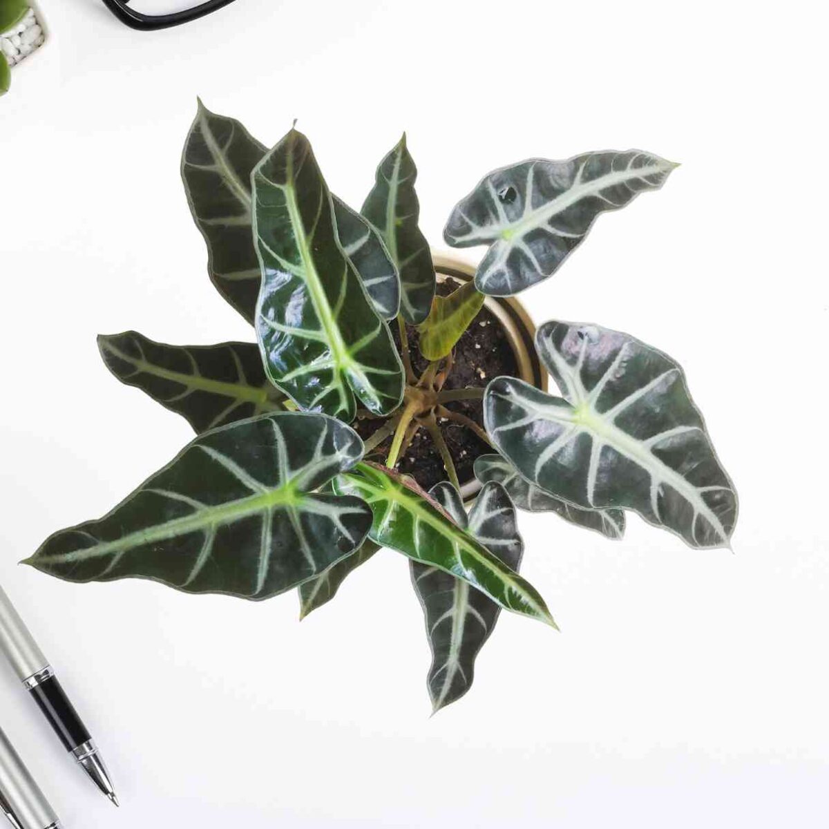 Alocasia Sanderiana