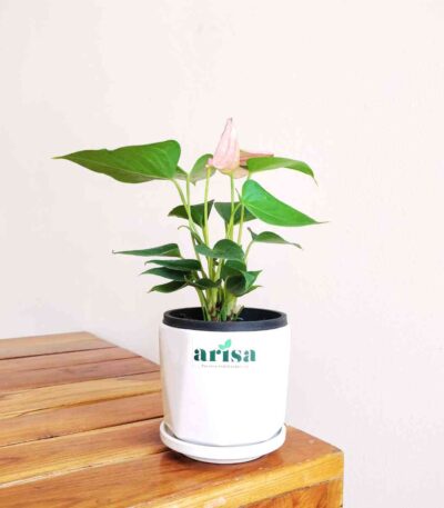 Anthurium Million Flowers