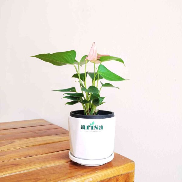 Anthurium Million Flowers