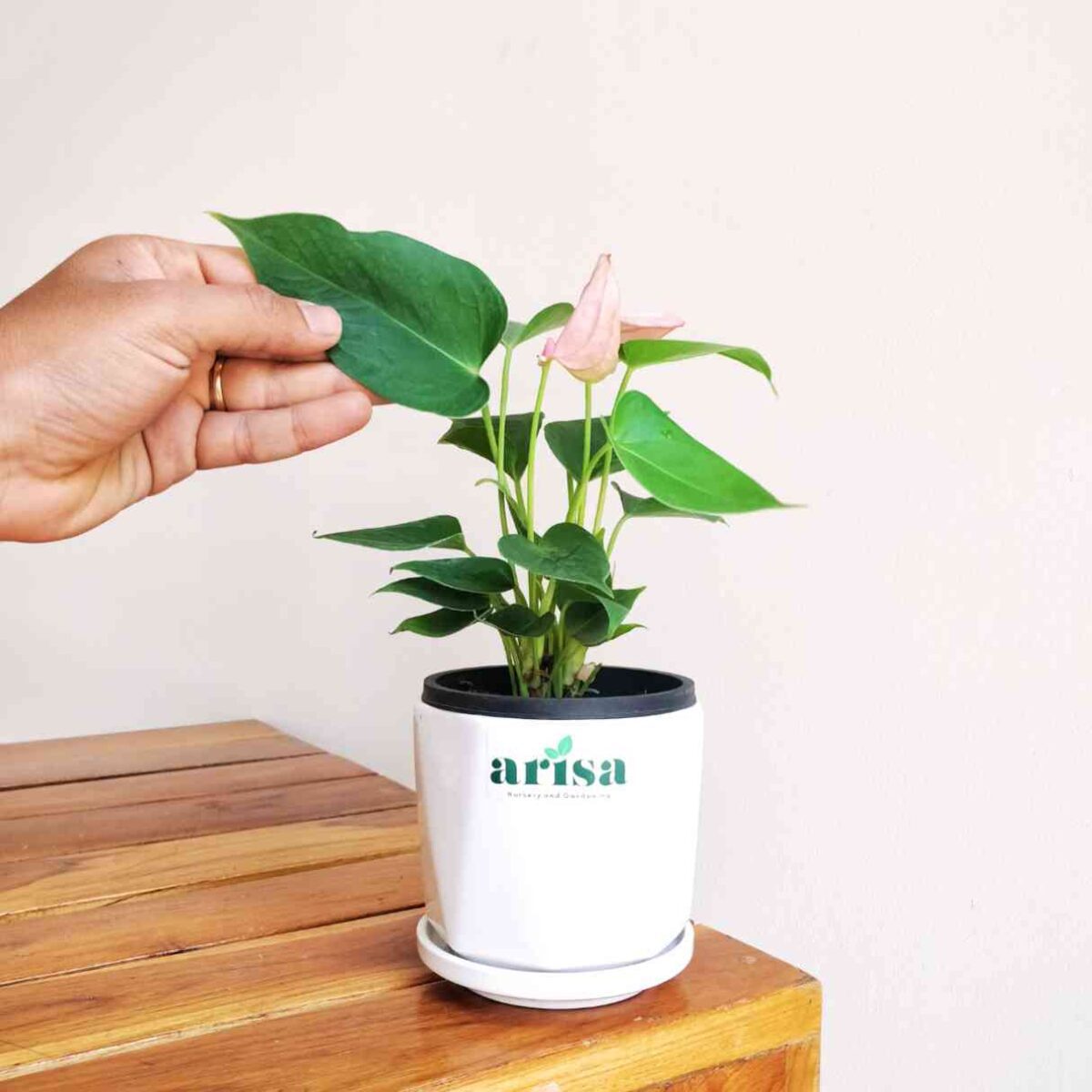 Anthurium Million Flowers