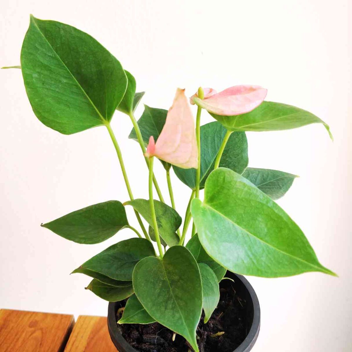 Anthurium Million Flowers