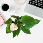 Anthurium Million Flowers