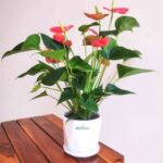Anthurium Red