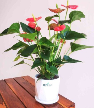 Anthurium Red