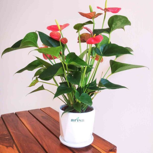 Anthurium Red