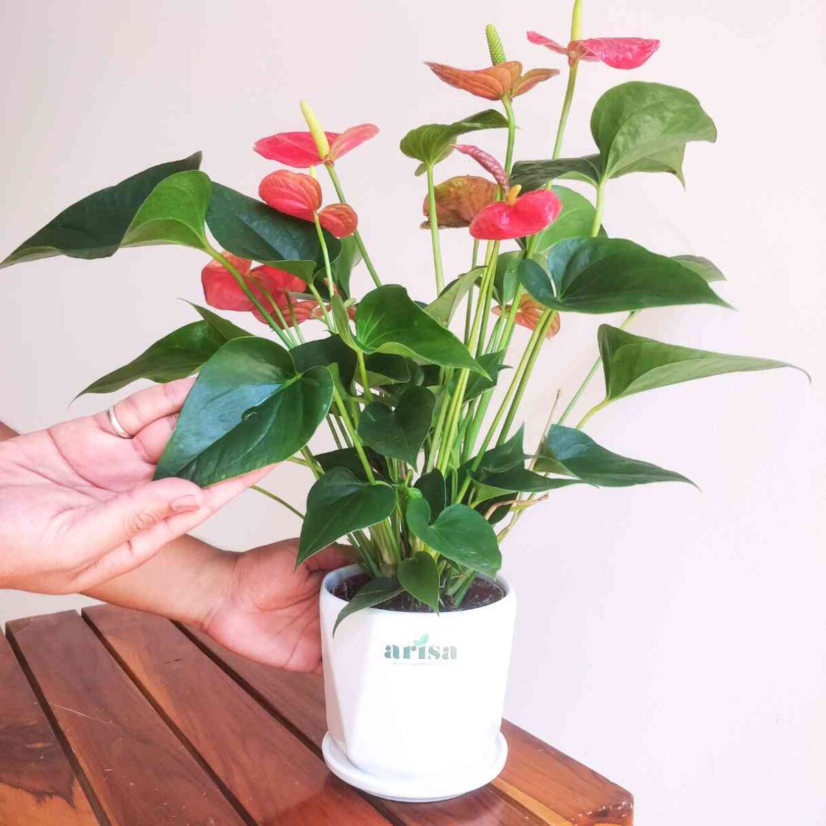 Anthurium Red