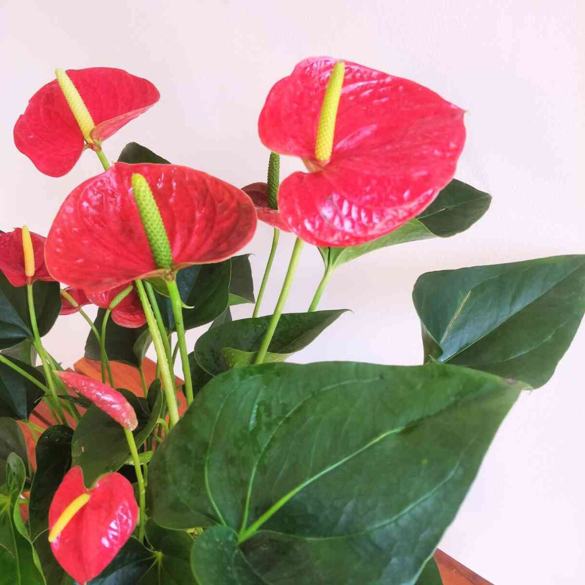 Anthurium Red