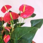 Anthurium Red