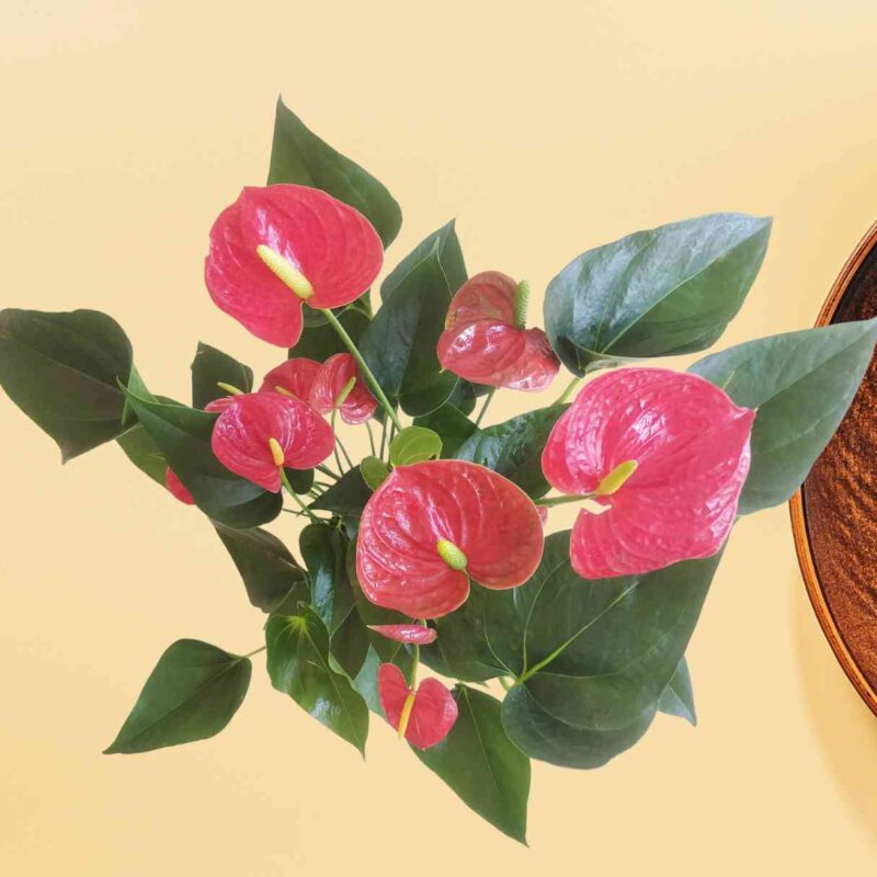 Anthurium Red