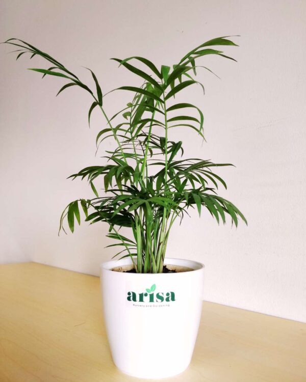 Bamboo Palm White 4.5wp 1