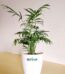 Bamboo Palm White 4.5wp 1