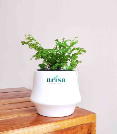Boston Compacta Fern