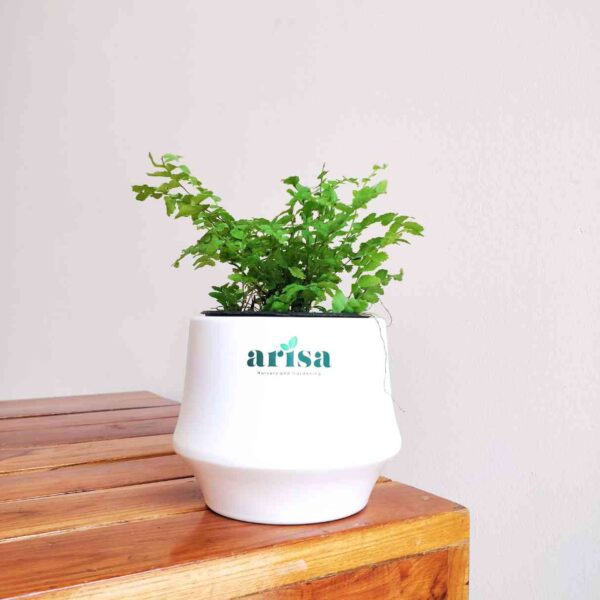 Boston Compacta Fern
