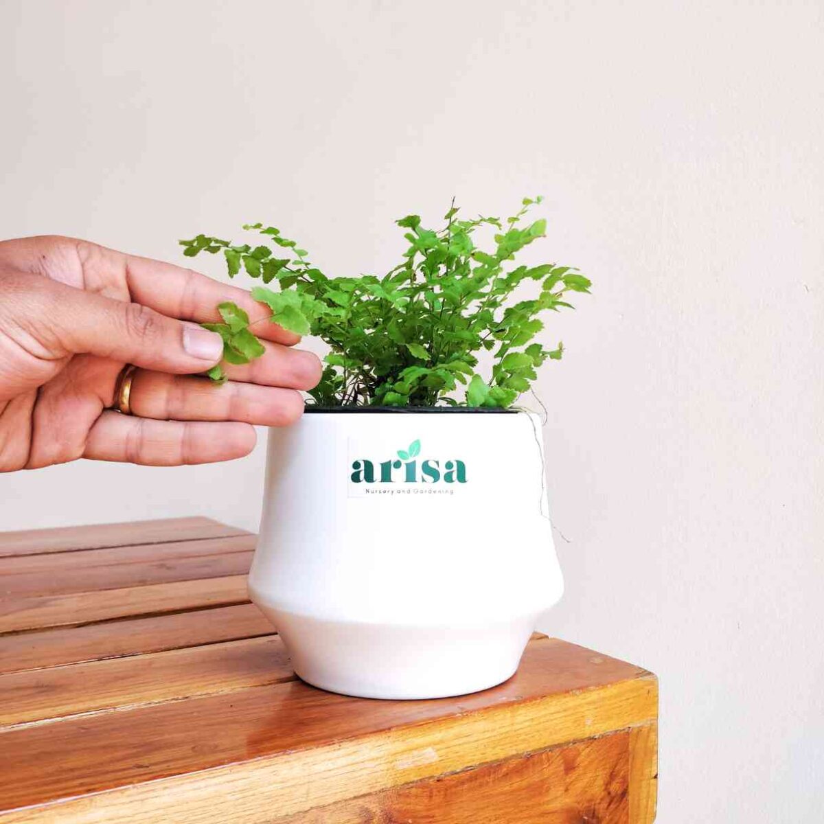 Boston Compacta Fern