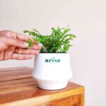 Boston Compacta Fern