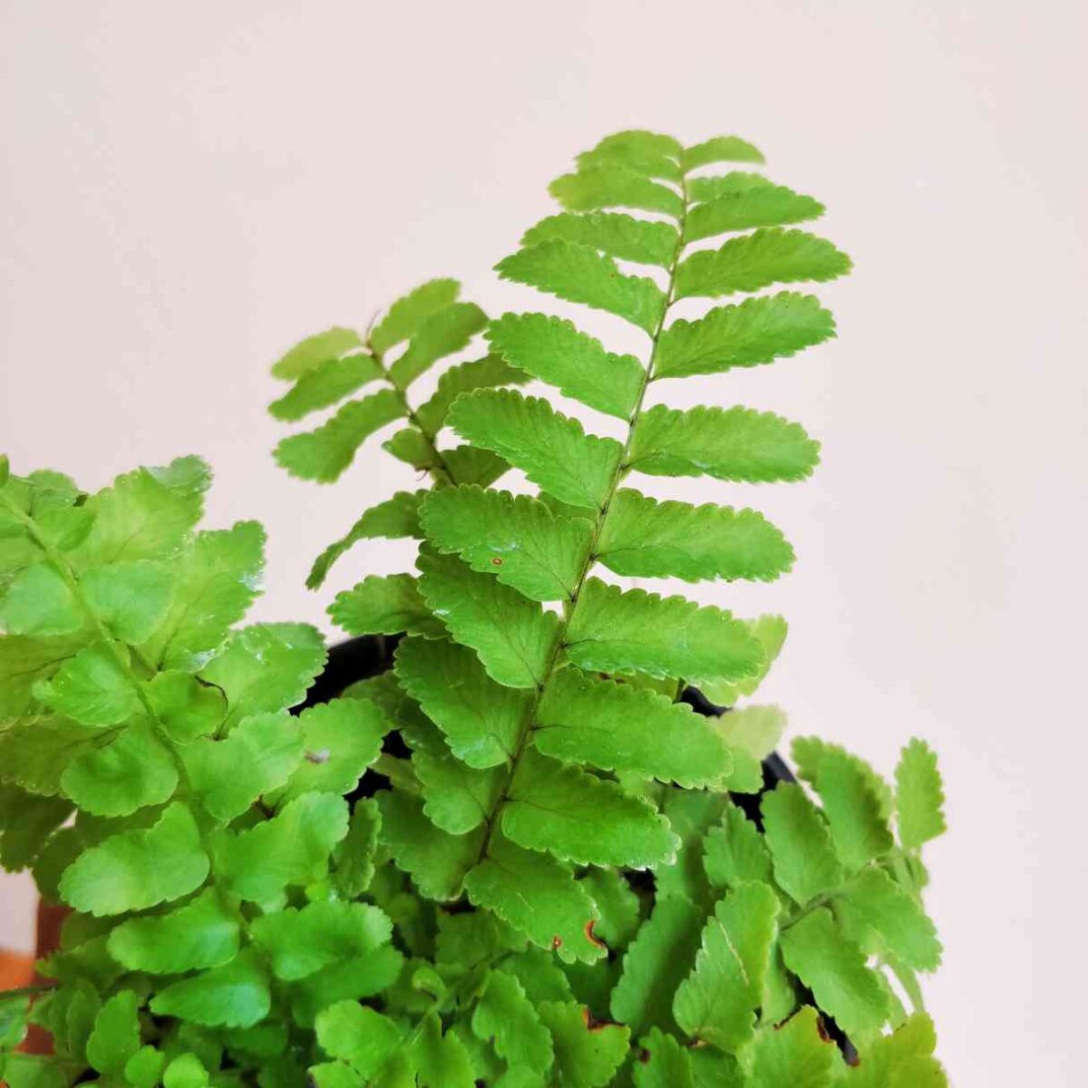 Boston Compacta Fern
