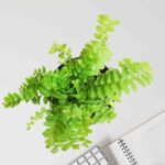 Boston Compacta Fern