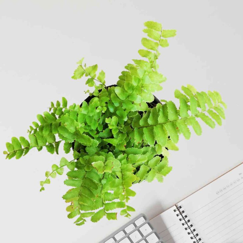 Boston Compacta Fern