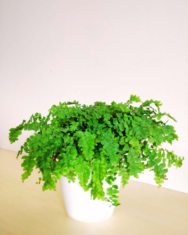 Boston Compacta Fern White 4.5wp 1