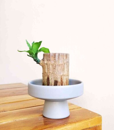 Brazilian Lucky Wood