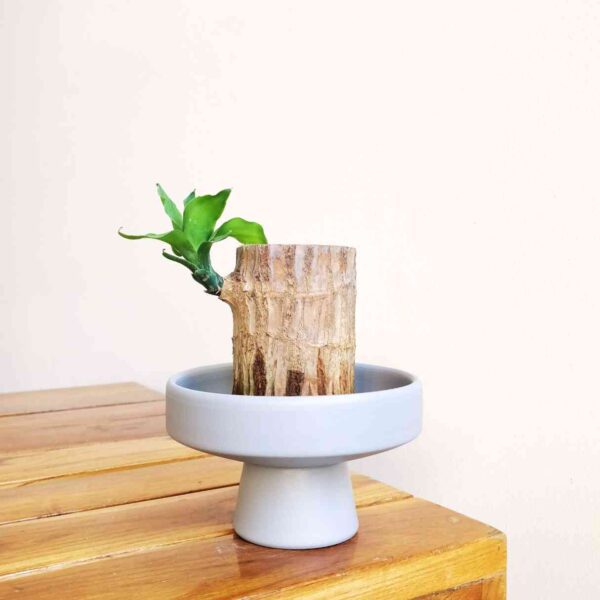 Brazilian Lucky Wood