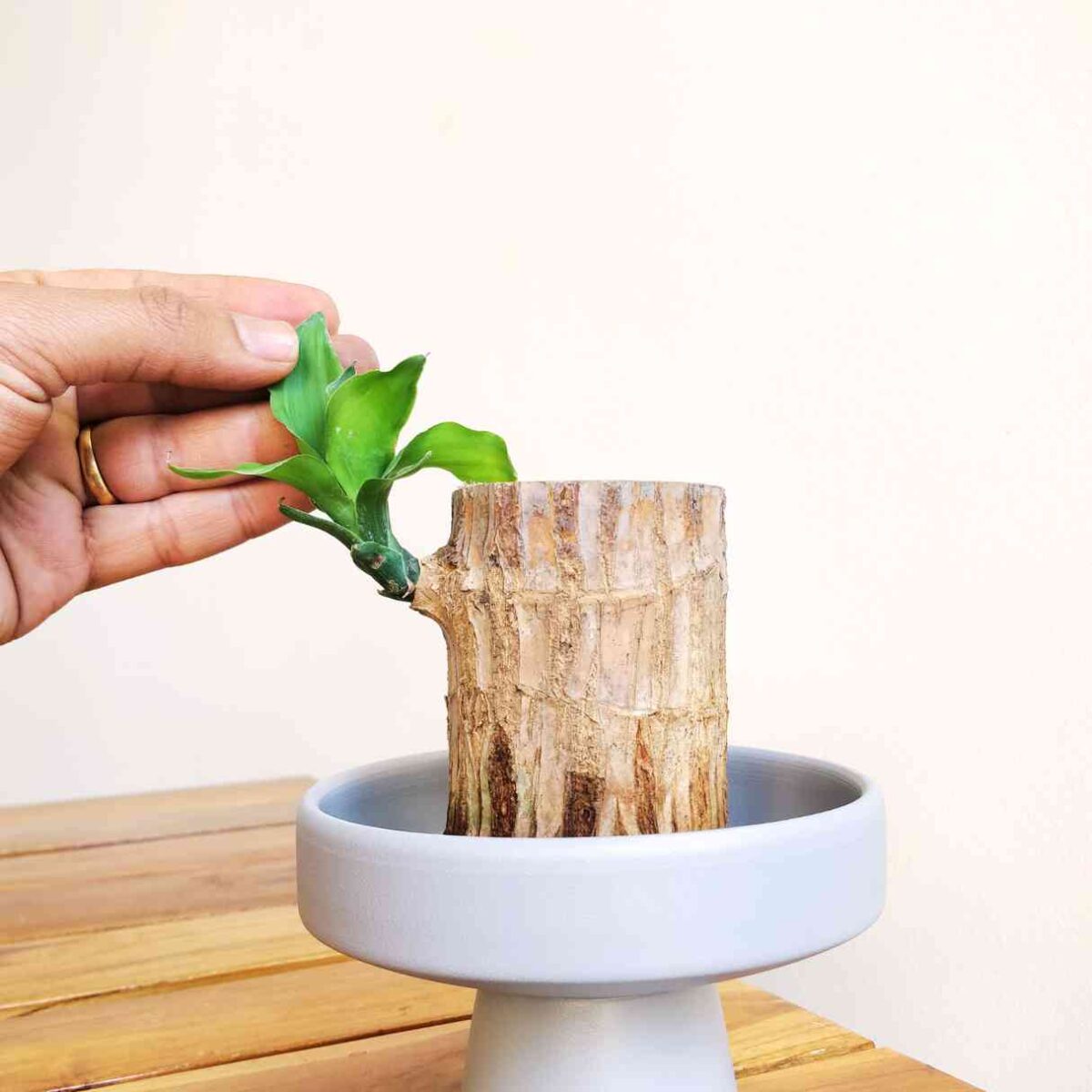 Brazilian Lucky Wood