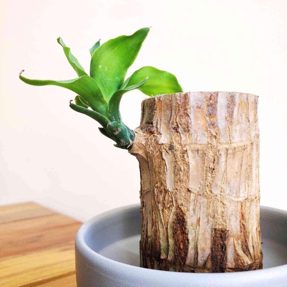 Brazilian Lucky Wood