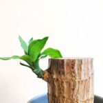 Brazilian Lucky Wood