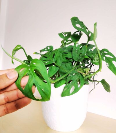 Broken Heart Plant 2