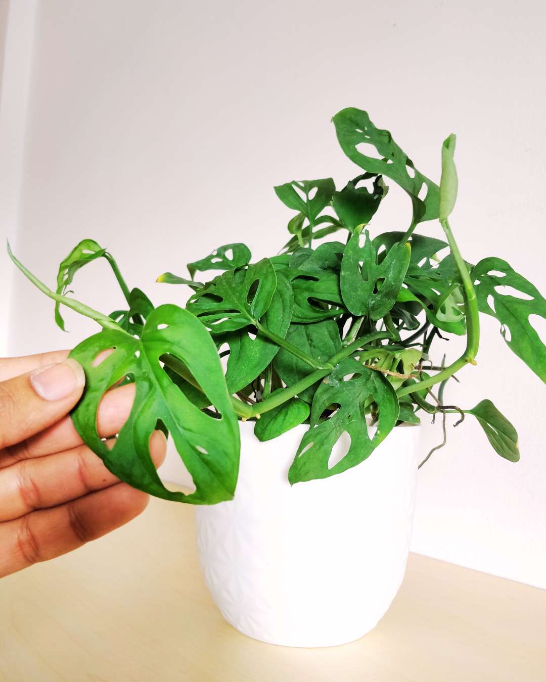 Broken Heart Plant 2 Broken Heart Plant 2