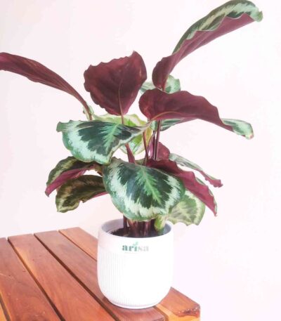 Calathea Roseopicta Marion