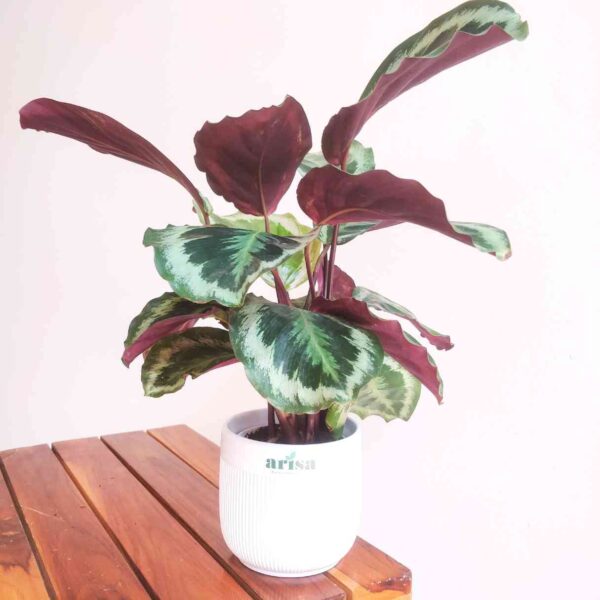 Calathea Roseopicta Marion