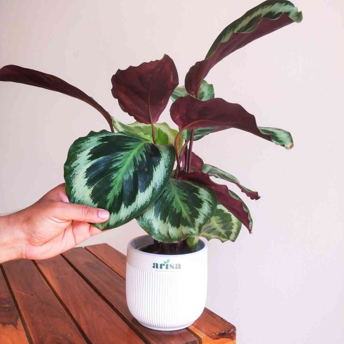 Calathea Roseopicta Marion