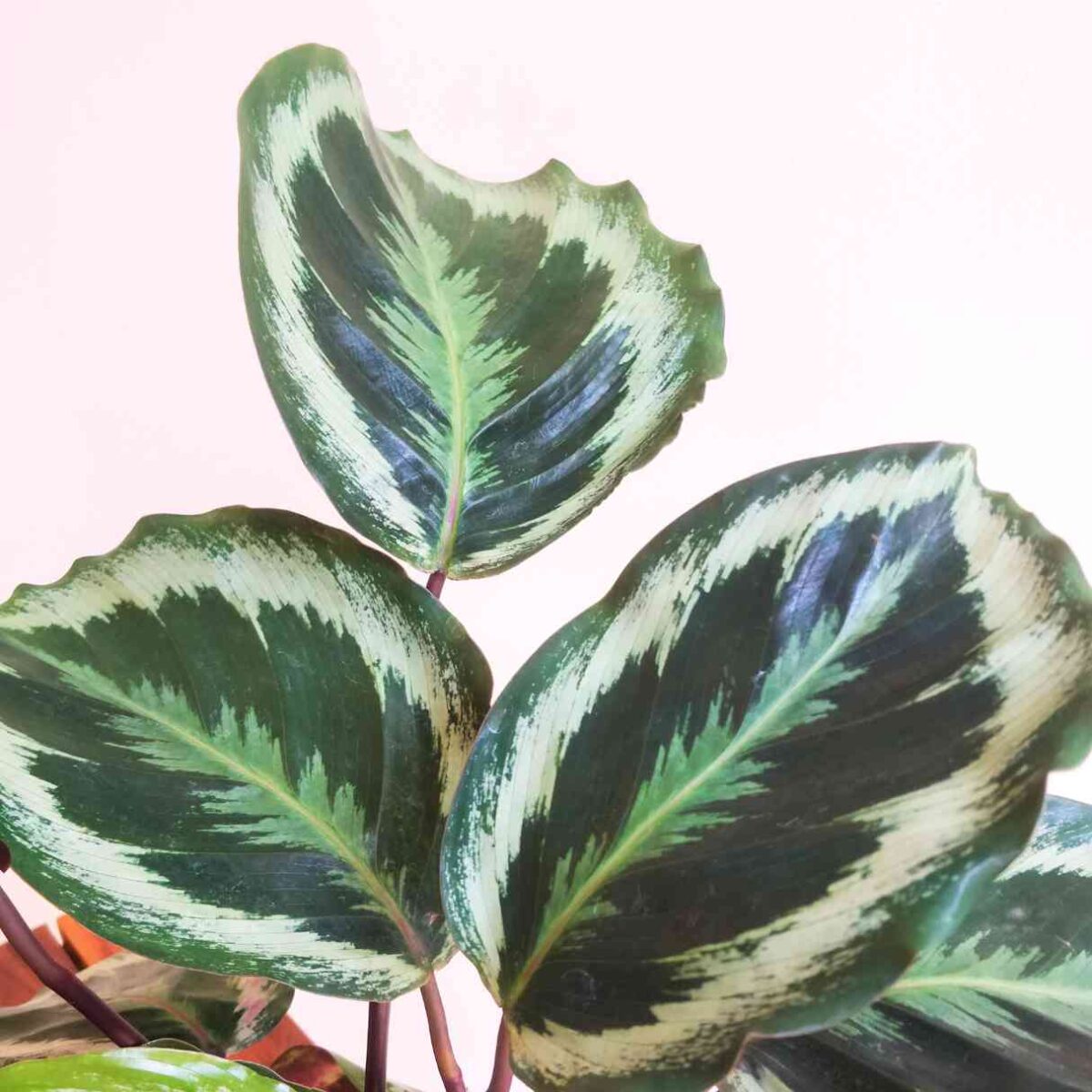 Calathea Roseopicta Marion