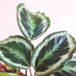 Calathea Roseopicta Marion