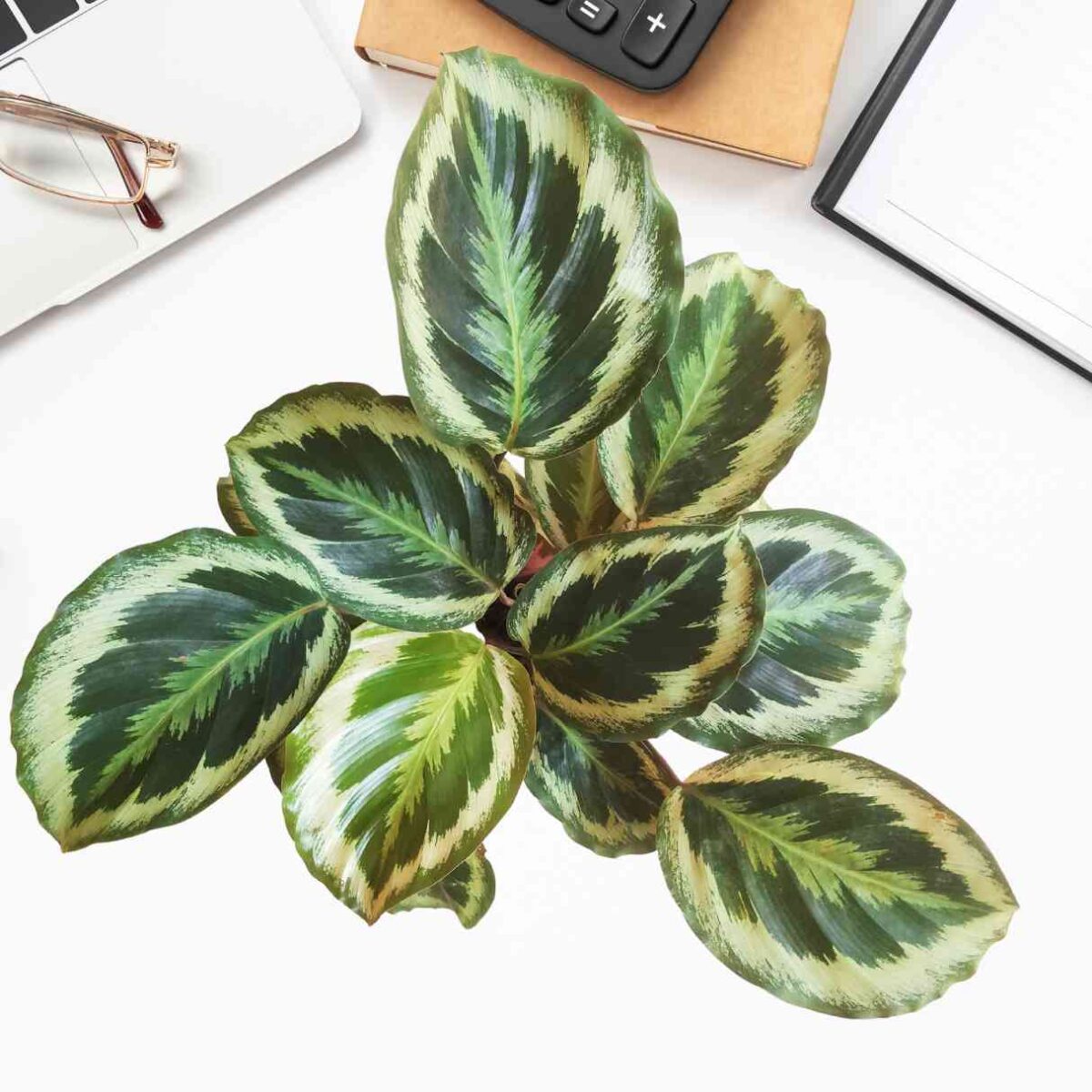 Calathea Roseopicta Marion