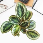 Calathea Roseopicta Marion