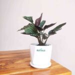 Calathea Sanderiana Plant