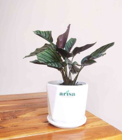 Calathea Sanderiana Plant