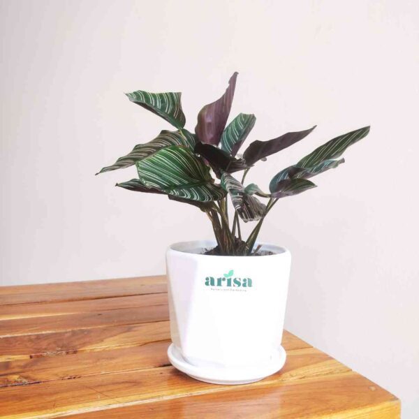 Calathea Sanderiana Plant