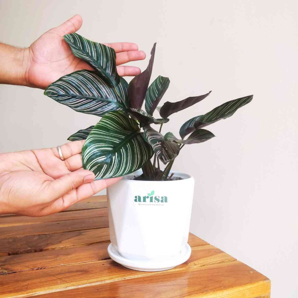 Calathea Sanderiana Plant