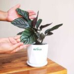 Calathea Sanderiana Plant