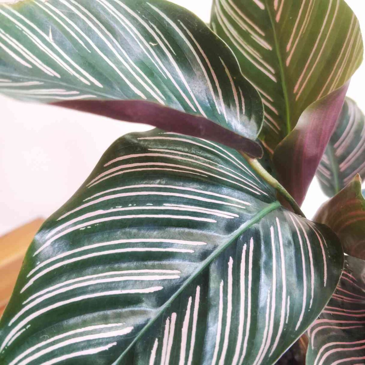 Calathea Sanderiana Plant